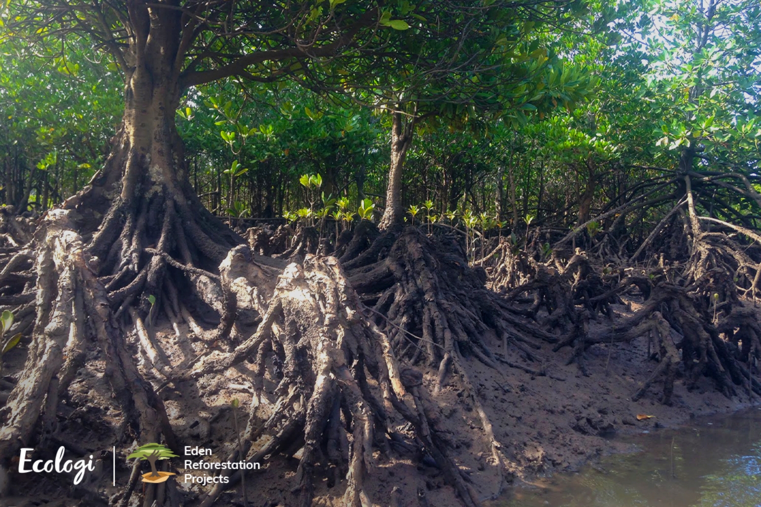 Madagascar Tree Planting Project Image