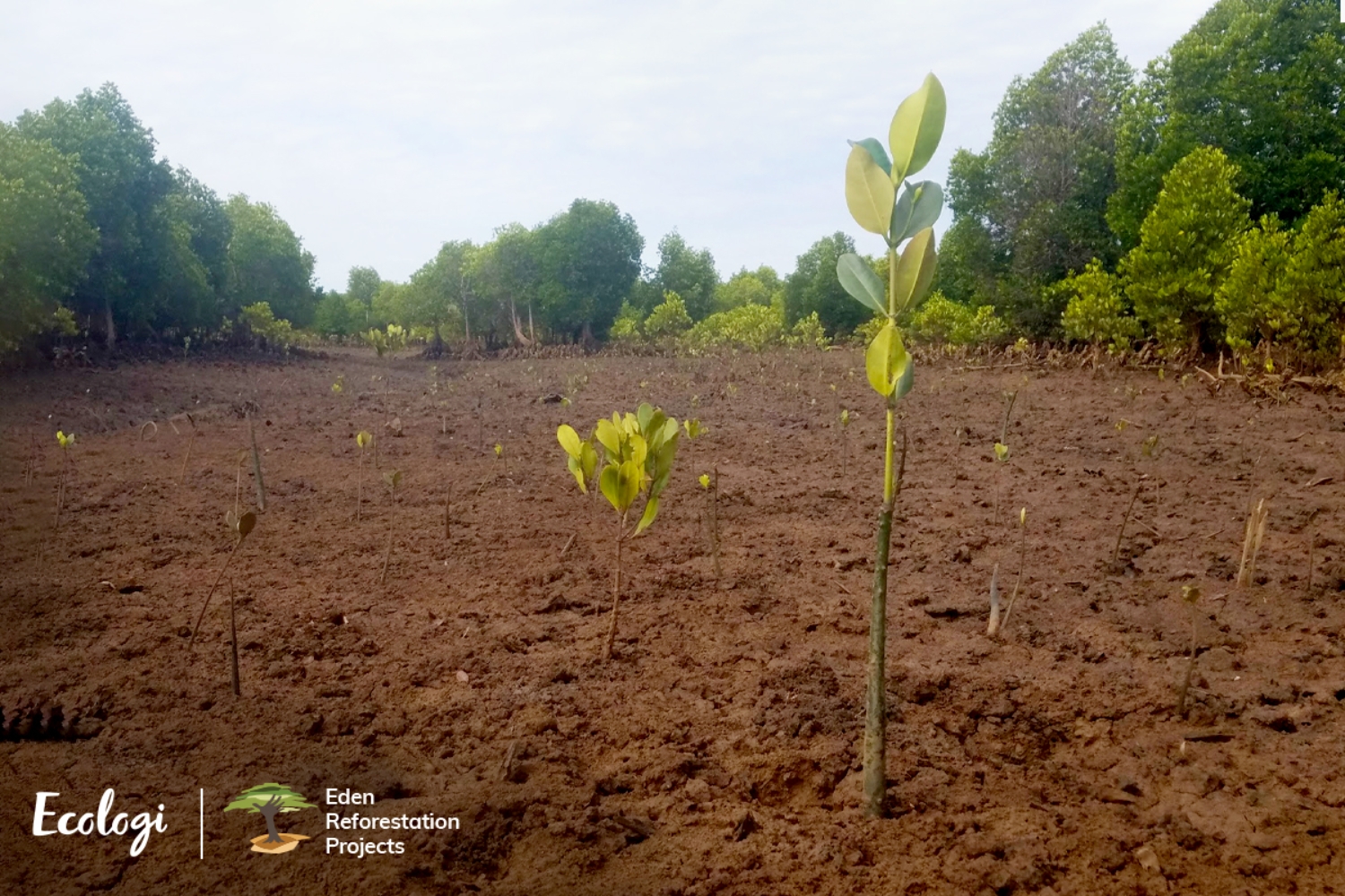 Madagascar Tree Planting Project Image