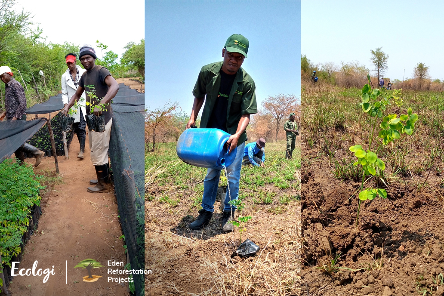 Mozambique Tree Planting Project Image